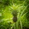 How Do Pineapples Grow .Young Pineapple Tree Pineapple Growing