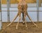 This is how the giraffe reaches its food on the ground