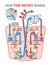 How heart works explanation with inner human organ function outline diagram