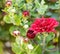 How to grow chrysanthemums concept. Blooming red chrysanthemums
