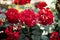 How To Grow Geraniums, pelargoniums. Gardening. Red pelargoniums bloom in the garden.