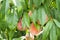 How to grow peaches on a tree in the garden. Ripe juicy peaches in the garden, gardening, farming. mature peaches growing among gr