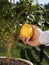 How to grow and pick lemon from tree in garden