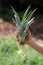 How to grow a pineapple at home. A child`s hand shows the cut off top of a pineapple fruit that has been sprouted in a jar of
