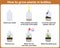 How to grow plants in bottles