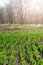 How to Grow Tulips. Early sprouts of tulips in the park on a sunny day. Vertical background. Sunlight on sprout tulips