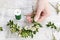 How to make easter wreath with buxus and chamelaucium wax flower tutorial