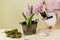 How to make table decoration with pink hyacinth flowers