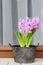 How to make table decoration with pink hyacinth flowers