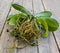 How to repot an orchid concept. Many roots on the orchid