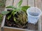 How to repot Orchid concept. Planting orchid in the bark