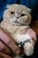 How to Trim Cat Claws. Ð¡ats claw care, trimming. Hands scissors claws in man hand and Scottish Fold cat, doctor shearing close-up