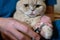 How to Trim Cat Claws. Ð¡ats claw care, trimming. Hands scissors claws in man hand and Scottish Fold cat, doctor shearing close-up