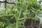 How tomato plants bloom