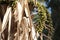 Howea forsteriana (Kentia Palm) with many fruits