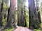 Howland hill road in Jebediah Smith State Park, California.  Huge redwoods trees line the gravel road, an incredible sight