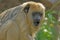 Howler Monkey