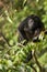 Howler monkey