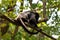 Howler monkey