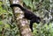 Howler monkey