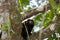 Howler monkey on branch