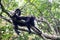 Howler monkey in canopy