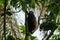 Howler monkey clinging to a tree and looking up