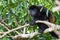 Howler monkey in Costa Rica