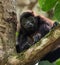 Howler Monkey in Costa Rica