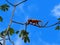 Howler Monkey in Costa Rica