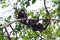 Howler monkey family