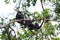 Howler monkey family