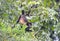 howler monkey feeding hanging from tail, Refugio de Vida Silvestre Cuero y Salado, Honduras, central america