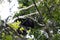 Howler monkey in the middle of the Mexican jungle. black monkey in the middle of the tree fronds in the tropical jungle