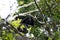 Howler monkey in the middle of the Mexican jungle. black monkey in the middle of the tree fronds in the tropical jungle