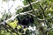 Howler monkey in the middle of the Mexican jungle. black monkey in the middle of the tree fronds in the tropical jungle