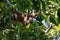 Howler monkey in pantanal, Brazil