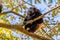 Howler Monkey at Parador Resort and Spa Manuel Antonio