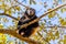 Howler Monkey at Parador Resort and Spa Manuel Antonio