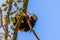 Howler Monkey at Parador Resort and Spa Manuel Antonio