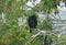 A howler monkey rest over a branch in front of Can