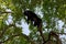 Howler monkey on a tree 01