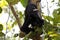 Howler monkey on a tree 02