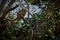 Howler monkey on a tree in the nature habitat