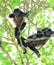 Howler monkey young male resting in tree looking , corcovado nat