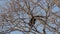 Howler monkeys, Alouatta, in the Pantanal in Brazil