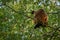 Howler monkeys really high on a giant tree in brazilian jungle.