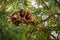 Howler monkeys really high on a giant tree in brazilian jungle.