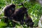 Howler monkeys in the jungle