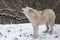 Howling arctic wolf